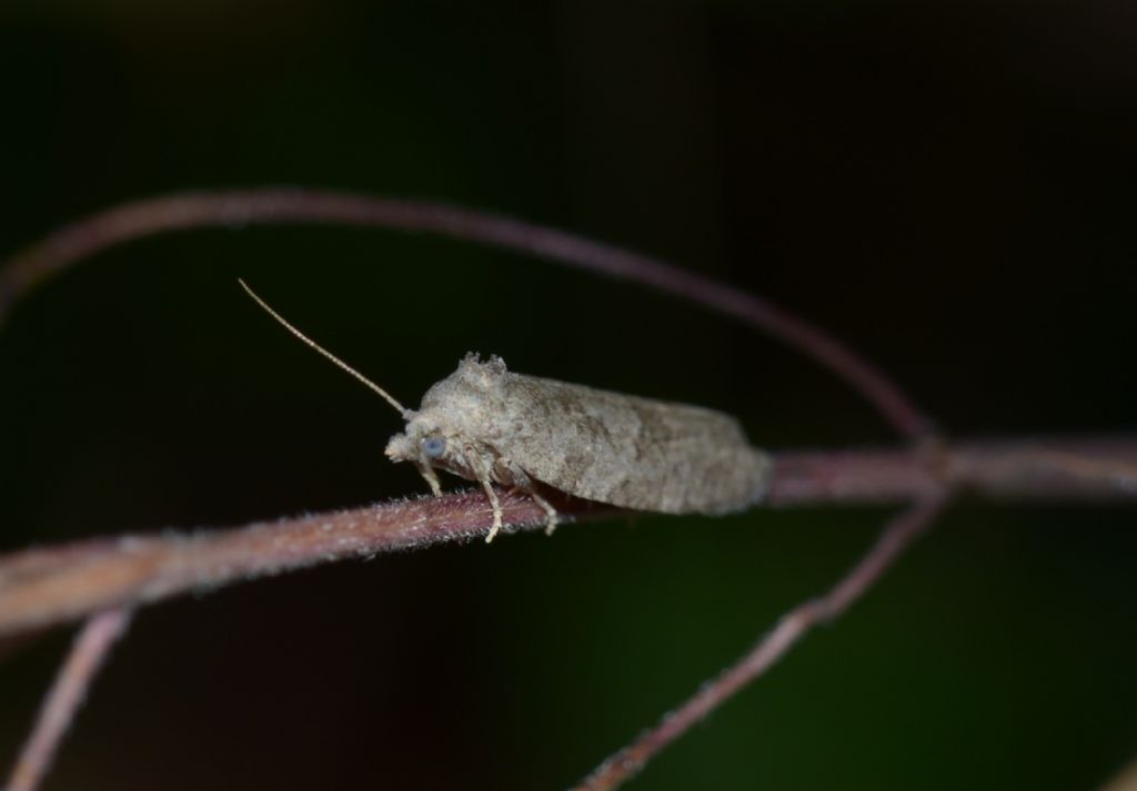 Tortricidae? S, Cnephasia sp.